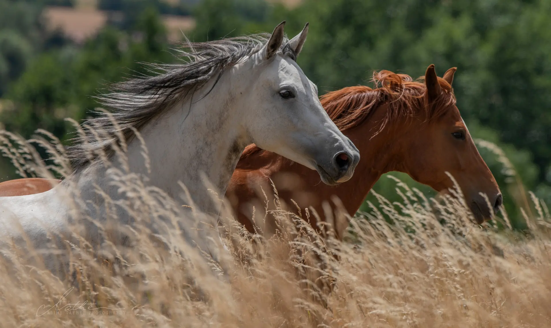 Erfahrungsgut Priesen